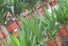 Bannabyplant-nursery-10.jpg; ?>