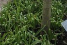 Bannabyplant-nursery-23.jpg; ?>