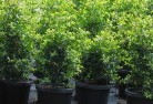 Bannabyplant-nursery-24.jpg; ?>